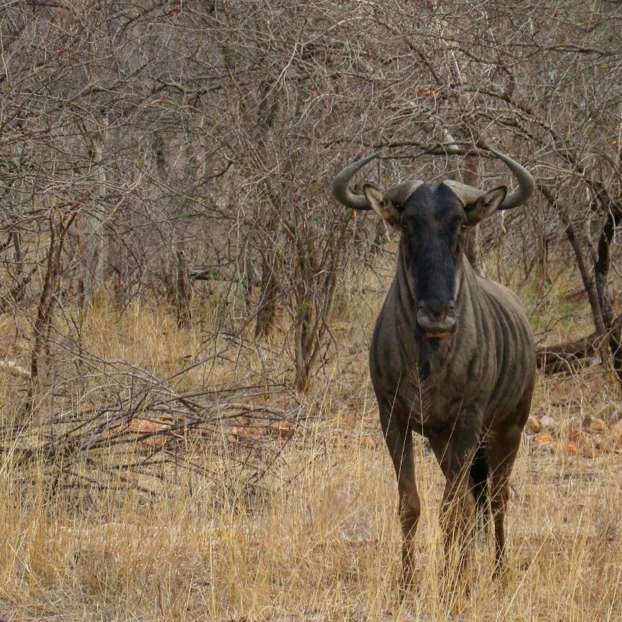 Leopard'S Lair Bush Lodge Hoedspruit Exterior foto